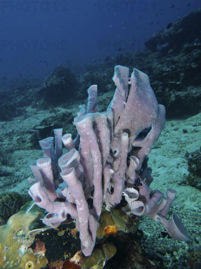 Sculptural large tubular sponge (Haliclona (Reniera) fascigera) on a light-coloured seabed in the