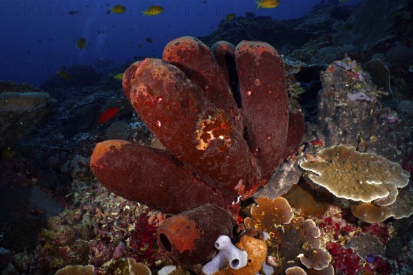 Brown tube sponge (Porifera) with an environment of various marine life forms under water. Dive