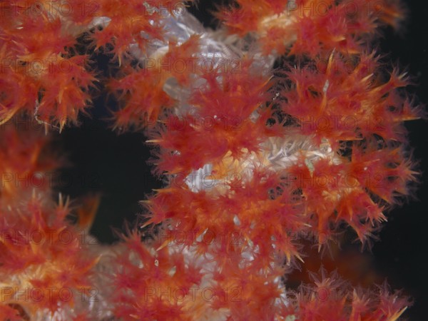 Flowering red tree coral (Dendronephthya) with detailed structures. Dive site Twin Reef,