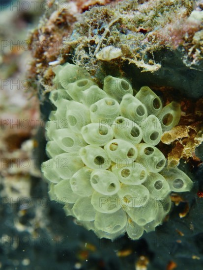 Cluster of green transparent sea squirts, Robust Reef Sea Squirt (Atriolum robustum) juvenile, on a