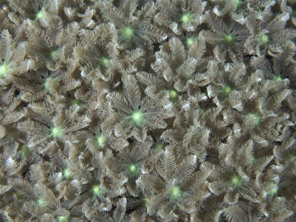 Beige-green star-shaped corals, tube coral (Clavularia viridis), cover the seabed. Dive site