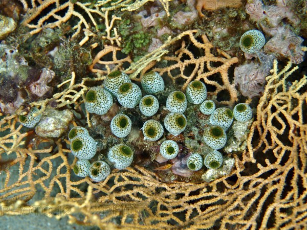 Close-up of green tubular organisms, robust reef squirt (Atriolum robustum), on coral. Dive site