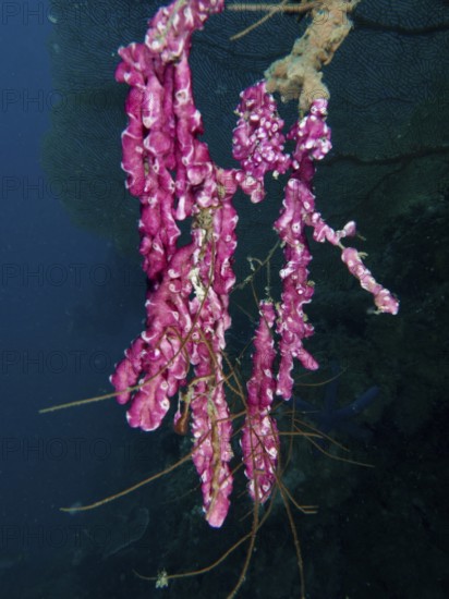 Fine pink mat sea squirt (Didemnum membranaceum), sea squirt hanging in deep water. Dive site