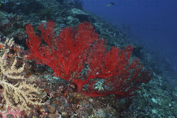 Large red knot fan (Melithaea ochracea) anchored on a reef in deep blue water. Dive site Crystal