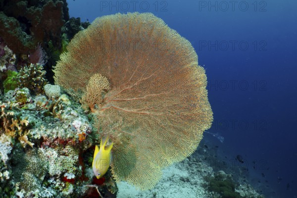 Dominant giant fan coral (Annella mollis) protrudes from an underwater rock. Dive site Coral
