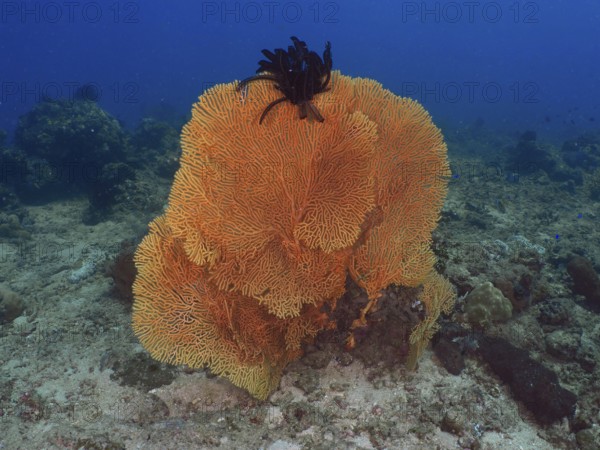 Large orange giant fan coral (Annella mollis) in the seascape. Dive site Magic Forest, Penyapangan,
