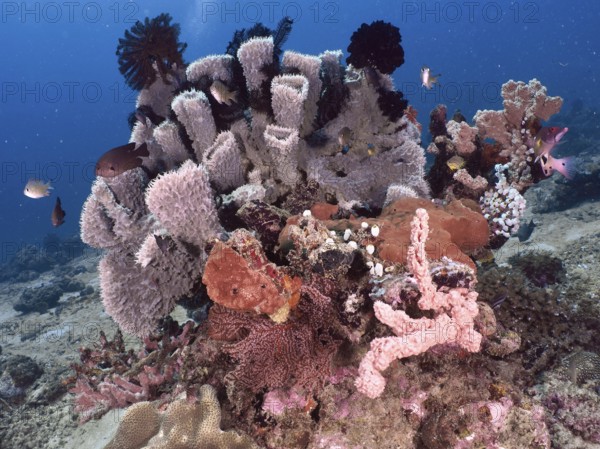 Various pink and purple-coloured specimens of spiny tube sponge (Callyspongia (Cladochalina)