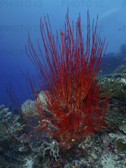 Red bush gorgonian (Ellisella ceratophyta) towering in front of a blue seabed. Dive site Coral