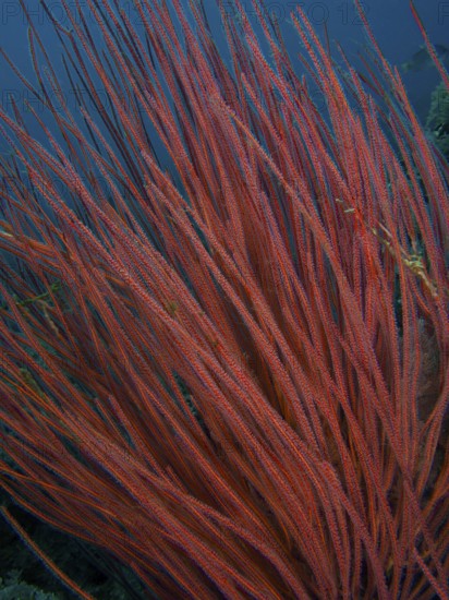 Dense shrub gorgonian (Ellisella ceratophyta), close-up under water. Dive site Spice Reef,