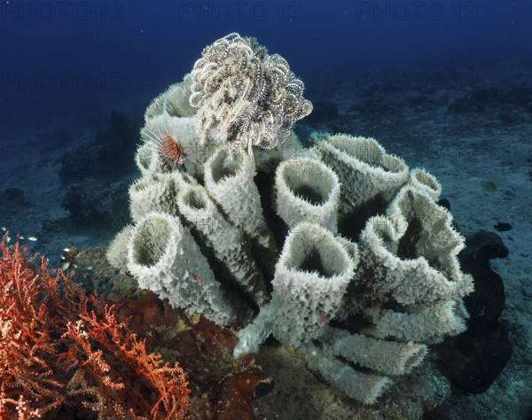 Large spiny tube sponge (Callyspongia (Cladochalina) aerizusa) on the seabed. Dive site Prapat,