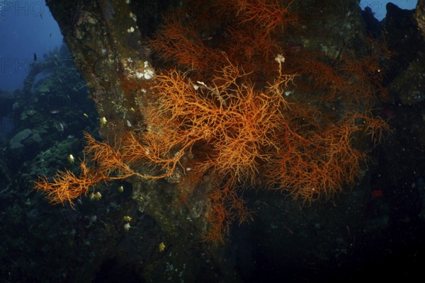 Dark background with orange coloured Black coral (Antipathes dichotoma) . Dive site wreck of the