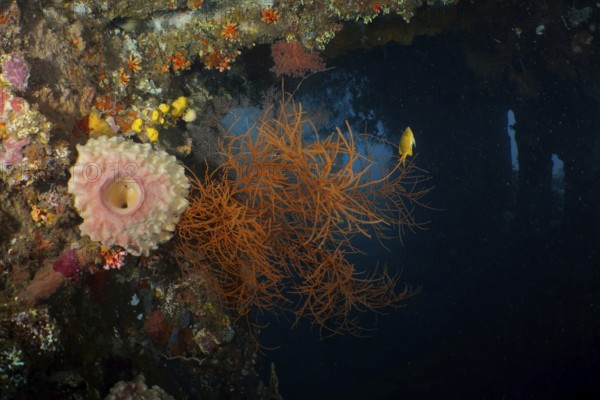 Orange Black coral (Antipathes dichotoma) in contrast to the dark underwater environment. Dive site