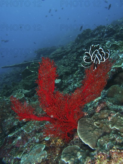 Red knotted fan (Melithaea ochracea) rises up in the deep ocean. Dive site Toyapakeh, Nusa