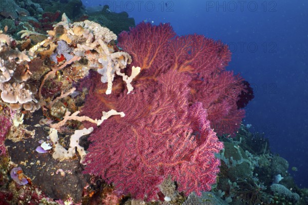 Red knotted fan (Melithaea ochracea) in a colourful underwater landscape. Dive site SD, Nusa