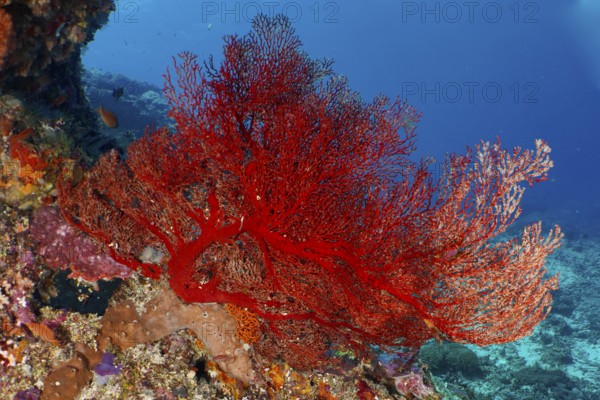 A lush red knotted fan (Melithaea ochracea) forms a lively contrast to the seabed. Dive site