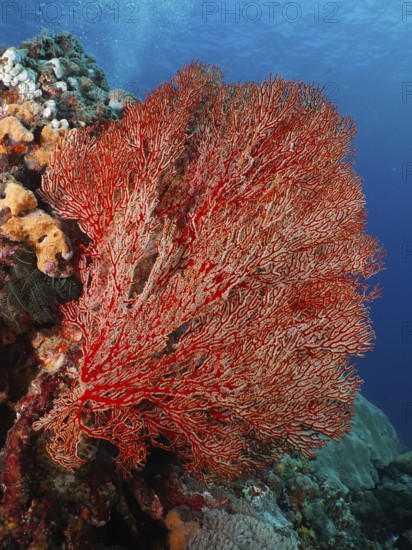 A large red knotted fan (Melithaea ochracea) spreads out in the clear blue water. Dive site SD,