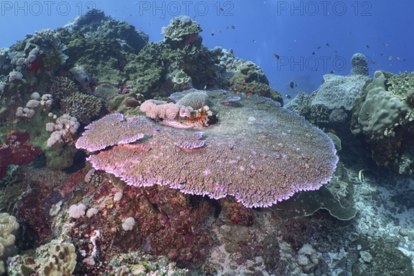 Diverse underwater reef with table coral (Acropora hyacinthus) . Dive site Toyapakeh, Nusa