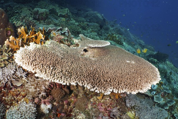 Hyacinth Table Coral (Acropora hyacinthus) with surrounding corals in a colourful reef. Dive site