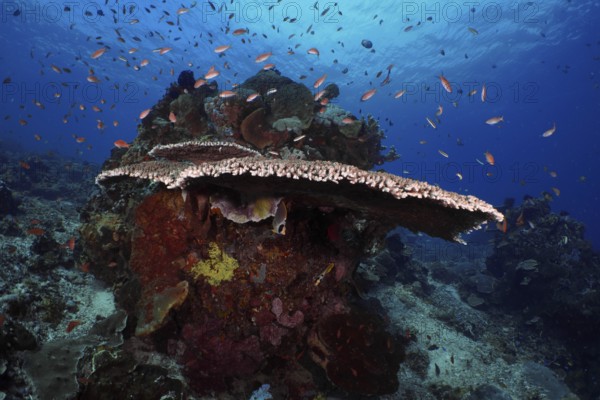 Lively underwater reef with table coral (Acropora hyacinthus) and colourful fish against a blue