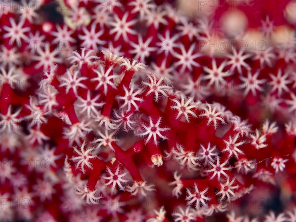 Delicate red and white star-shaped polyps of red knot fan (Melithaea ochracea) at close range. Dive
