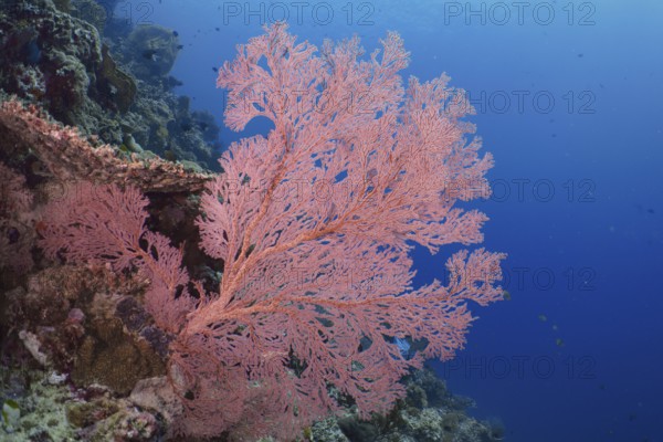 Red knotted fan (Melithaea ochracea) stands out against the shimmering blue water. Dive site Coral