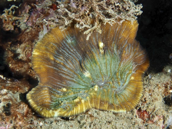 Detailed view of a bulging coral (Open brain coral) on the seabed. Dive site Prapat, Penyapangan,