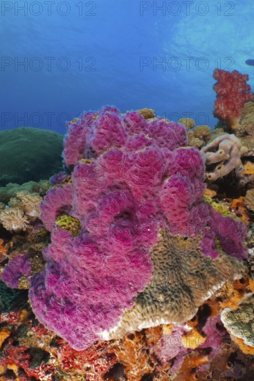 Intensely coloured violet ray sponge (Chalinula nematifera) in a marine environment. Dive site SD,