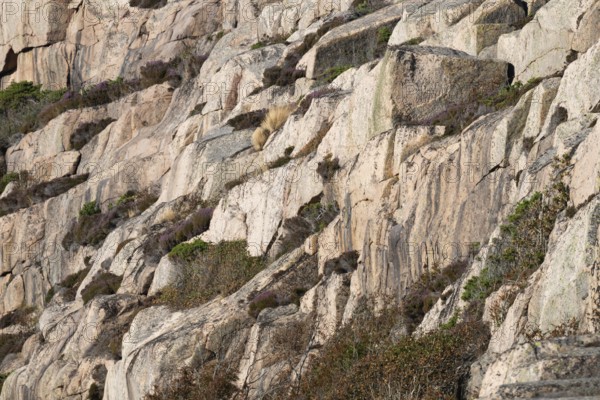 Bohus granite and vegetation, rocky coast, Ramsvik, Naturreservat Ramsviklandet, Bohuslän,