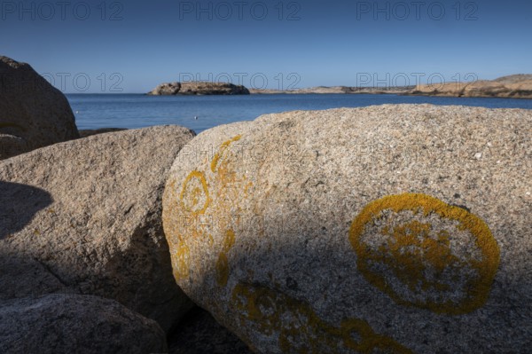 Glebe lichen on Bohus granite, rocky coast, Ramsvik, Naturreservat Ramsviklandet, Bohuslän,