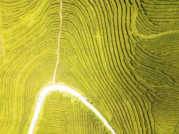 Tea Plantation. Lush Green Terraces. Azores, Sao Miguel Island. Portugal. Aerial Top-Down Overhead