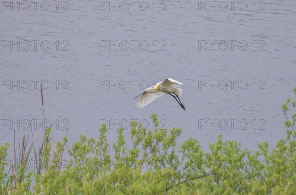 Spoonbill (Platalea leucorodia) in the nature reserve Krapje Dol, Krapje, Sisak-Moslavina County,