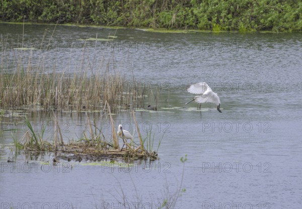 Spoonbill (Platalea leucorodia) in the nature reserve Krapje Dol, Krapje, Sisak-Moslavina County,