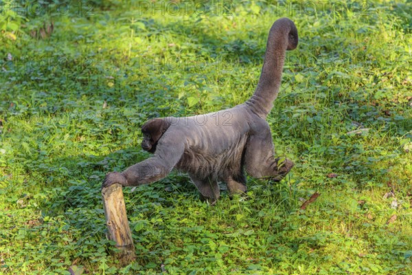 A brown woolly monkey (Lagothrix lagothricha) walks on the forest floor, collecting food. Brazil,