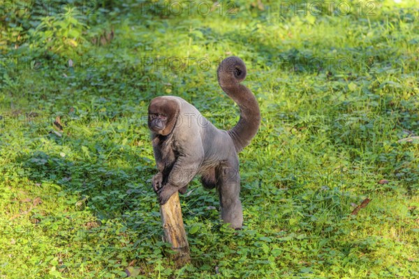 A brown woolly monkey (Lagothrix lagothricha) walks on the forest floor, collecting food. Brazil,