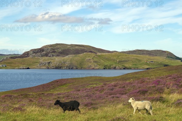 Two sheep running through a rolling landscape of purple flowers beside a loch under a blue sky,