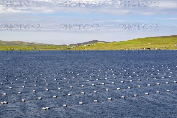 Inlet with numerous buoys under a cloudy sky. Mussel farms, Eshaness, Shetland Islands, Scotland,