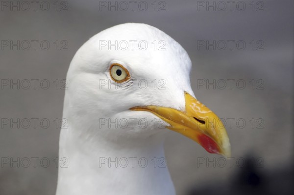 Close-up of a seagull with yellow beak and white plumage, Lerwick, Shetland Islands, Scotland,