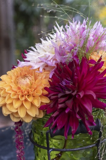 Colourful bouquet of dahlias in a vase with green nature in the background, North Rhine-Westphalia,