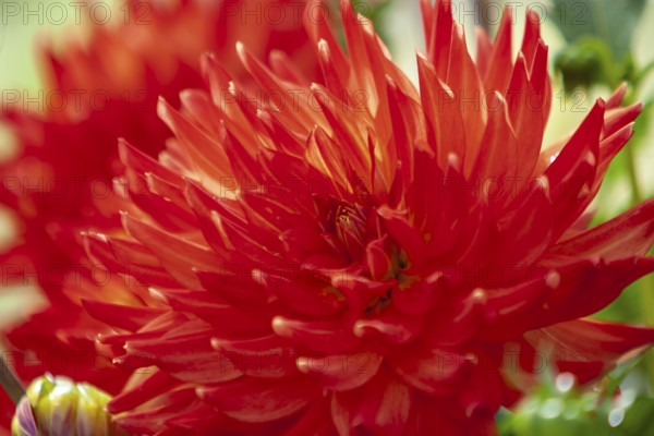 Close-up of a red dahlia flower with bright, pointed petals, Münsterland, North Rhine-Westphalia,