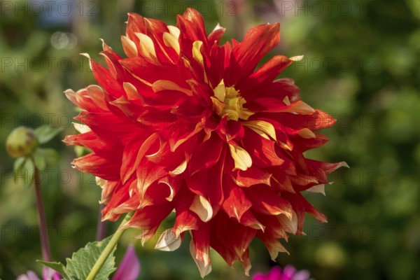 Bright red-yellow dahlia flower upright in the sunlight, Münsterland, North Rhine-Westphalia,