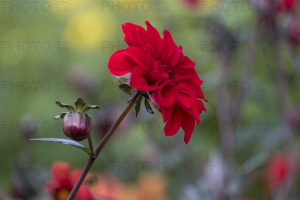 Red dahlia flower with bud in a garden against a blurred background, Münsterland, North