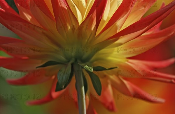 A dahlia flower in bright shades of red and yellow photographed from below, North Rhine-Westphalia,