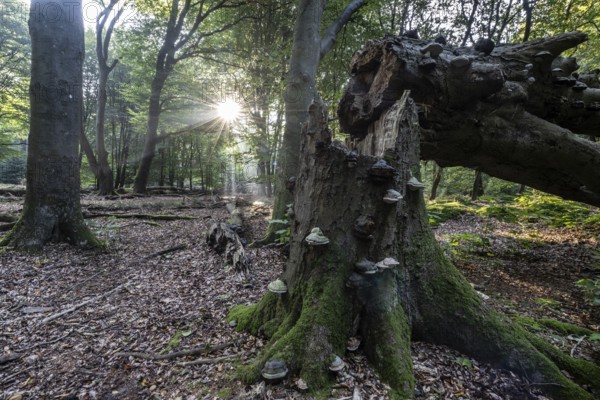 Broken old copper beech (Fagus sylvatica) with tinder fungus (Fomes fomentarius), Emsland, Lower