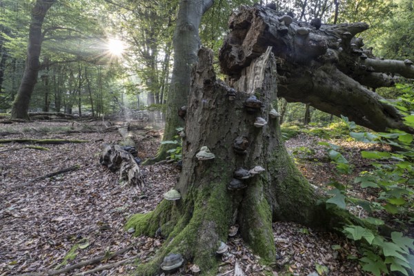 Broken old copper beech (Fagus sylvatica) with tinder fungus (Fomes fomentarius), Emsland, Lower