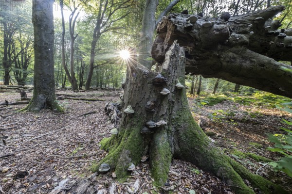 Broken old copper beech (Fagus sylvatica) with tinder fungus (Fomes fomentarius), Emsland, Lower
