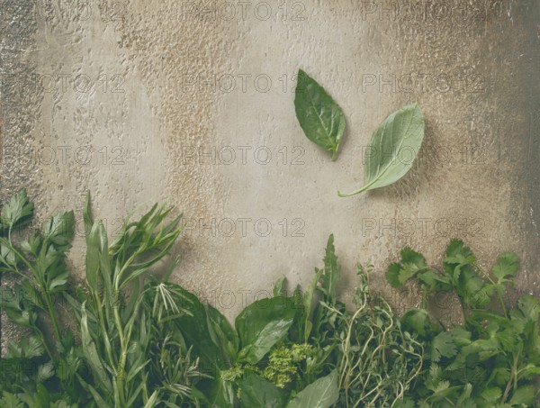 Various fresh herbs are neatly placed along a textured wall. Bright greenery including cilantro,