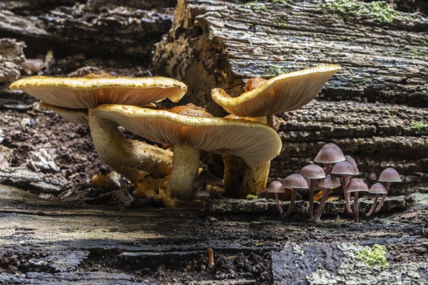 Golden scales (Photiola aurivella) and Stump Brittlestem (Psathyrella piluliformis), Emsland, Lower
