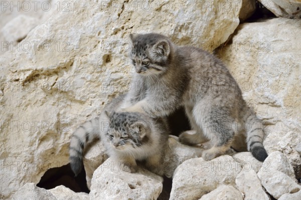 Manul or Pallas's cat (Otocolobus manul, Felis manul), young animals, captive, native to Central