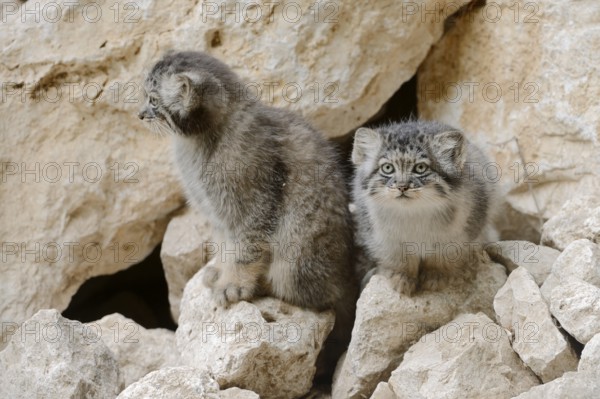 Manul or Pallas's cat (Otocolobus manul, Felis manul), young animals, captive, native to Central