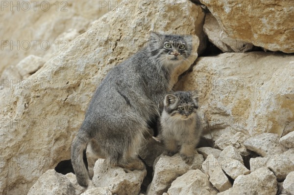 Manul or Pallas cat (Otocolobus manul, Felis manul), female with kitten, captive, native to Central